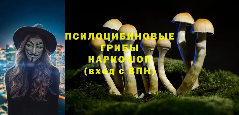 Псилоцибиновые грибы Psilocybe Трубчевск